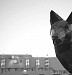 Meow Wolf